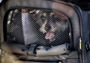 Photo of dog seen through mesh side panel